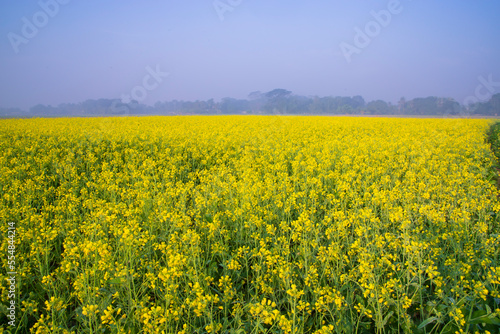 Beautiful Yellow Blooming rapeseed flower in the field natural Landscape view © Artyponds