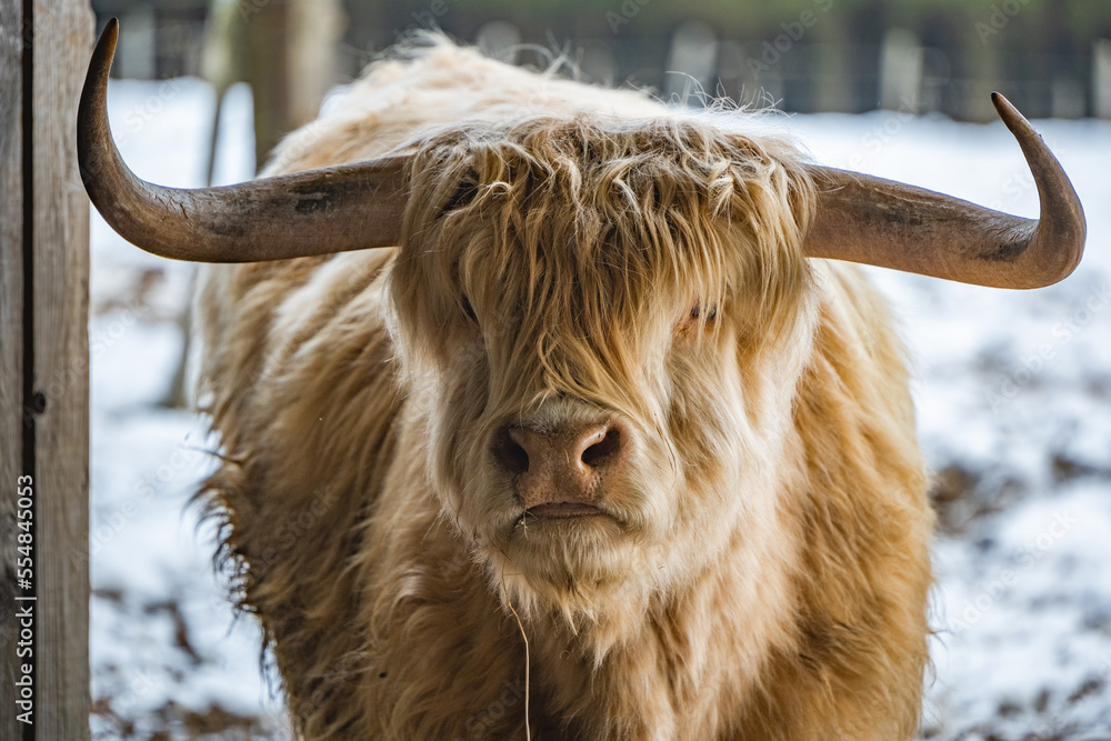 scottish highland cow - obrazy, fototapety, plakaty 