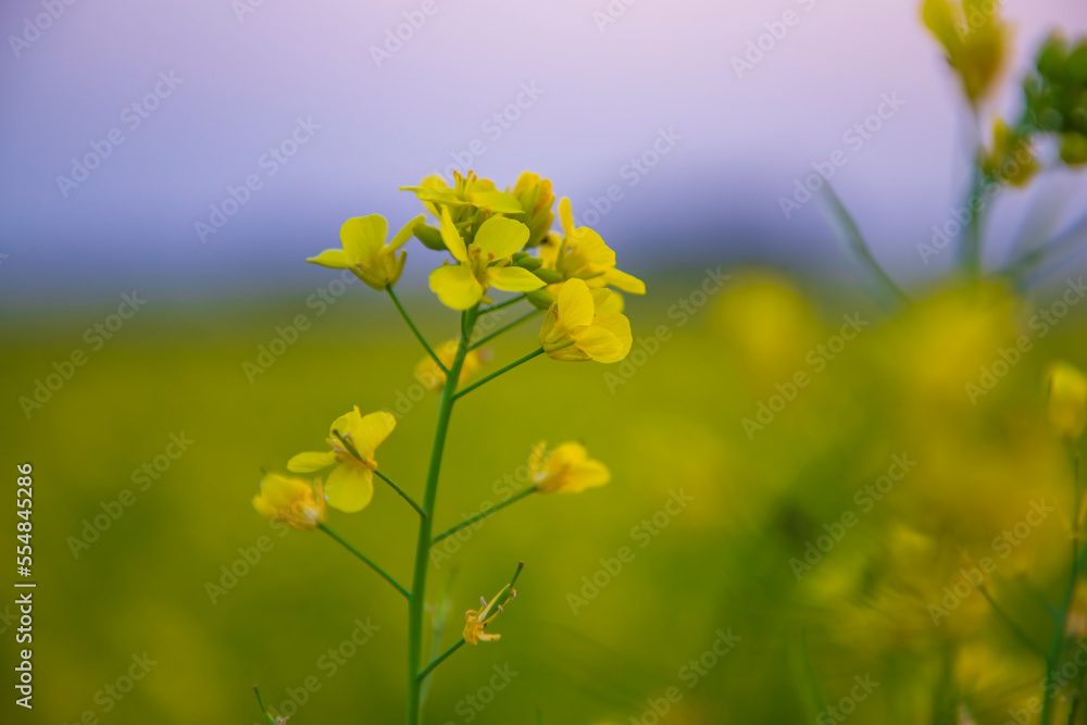 Fototapeta premium Close-up Focus A Beautiful Blooming Yellow rapeseed flower with blurry background