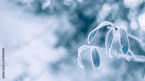 Blue monday concept with natural winter tree branch snow background. Blue Monday in January the most depressing day of the year. Sad, loneliness, depression concept photo