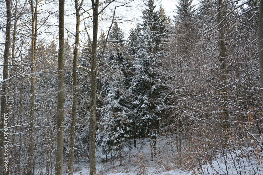 Fototapeta premium Winter Landschaft und Wälder