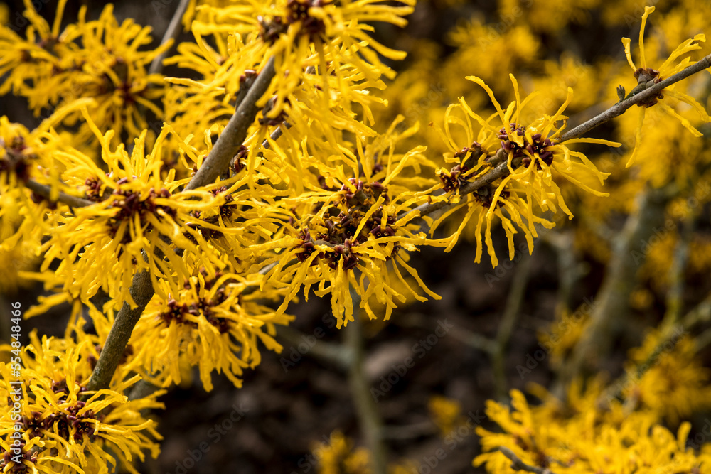 Obraz na plátně Hamamelis x intermedia 'Evi' - witch hazel