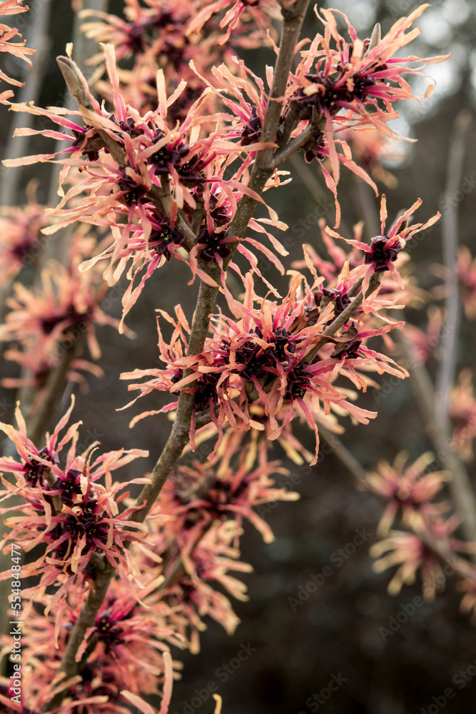 Hamamelis x intermedia ''Tosca' -witch hazel Hamamelis x intermedia ''Tosca' -witch hazel