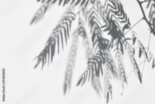 Shadow sunlight tamarind leaf leaves on abstract white wall background.