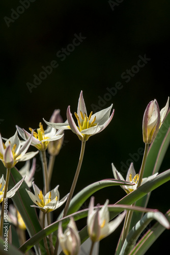 Tulipa biflora photo