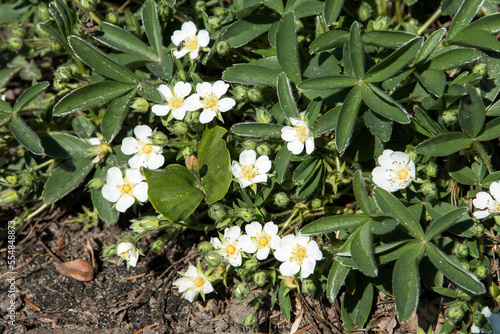 Tableau sur toile Potentilla tridentata 'Nuuk'