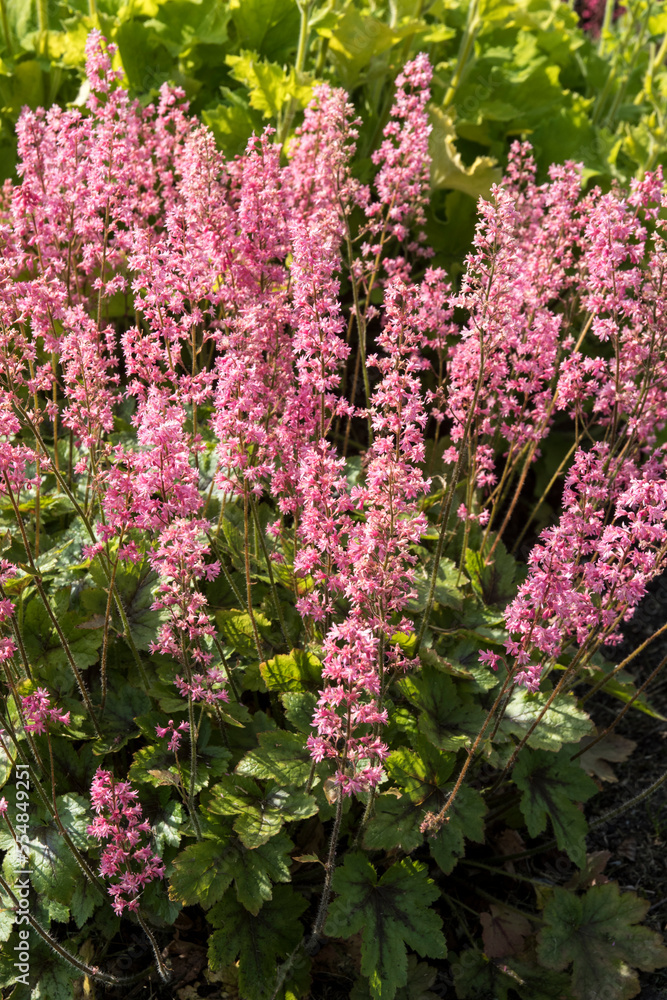 Obraz premium Heuchera 'Pink Revolution'
