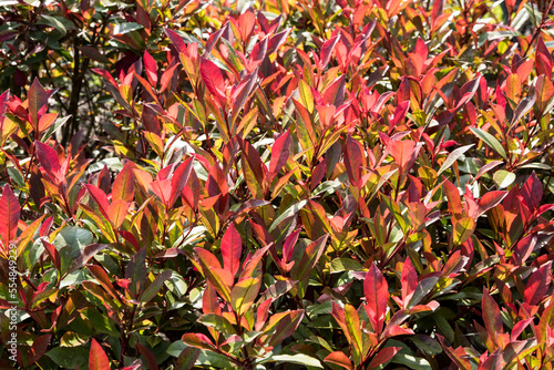 Photinia fraseri 'Mandarino' photo