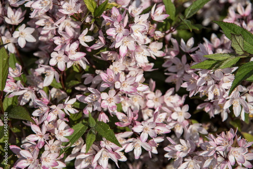 Deutzia YUKI CHERRY BLOSSOM ('NCDX2')