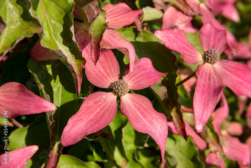 Cornus kousa 'Rutpink' (SCARLET FIRE) photo