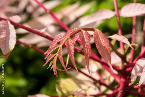 Toona sinensis 'Flamengo' photo