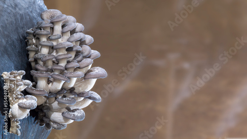 Oyster mushroom pattern copy space for design and decoration. Meat substitute vegetarian eco food. Growing mushrooms macro. Edible mushrooms texture. A bunch of mushrooms is growing. photo