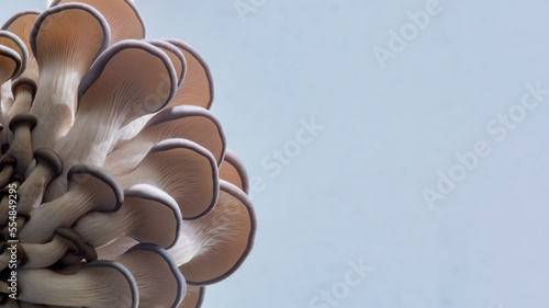 Oyster mushroom pattern copy space for design and decoration. Meat substitute vegetarian eco food. Growing mushrooms macro. Edible mushrooms texture. A bunch of mushrooms is growing. photo