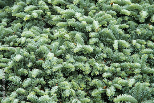 Abies procera 'Blaue Hexe'