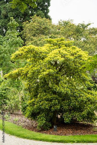 Trochodendron aralioides or wheel tree