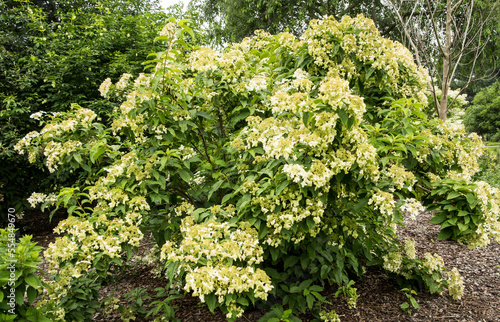 Hydrangea heteromalla