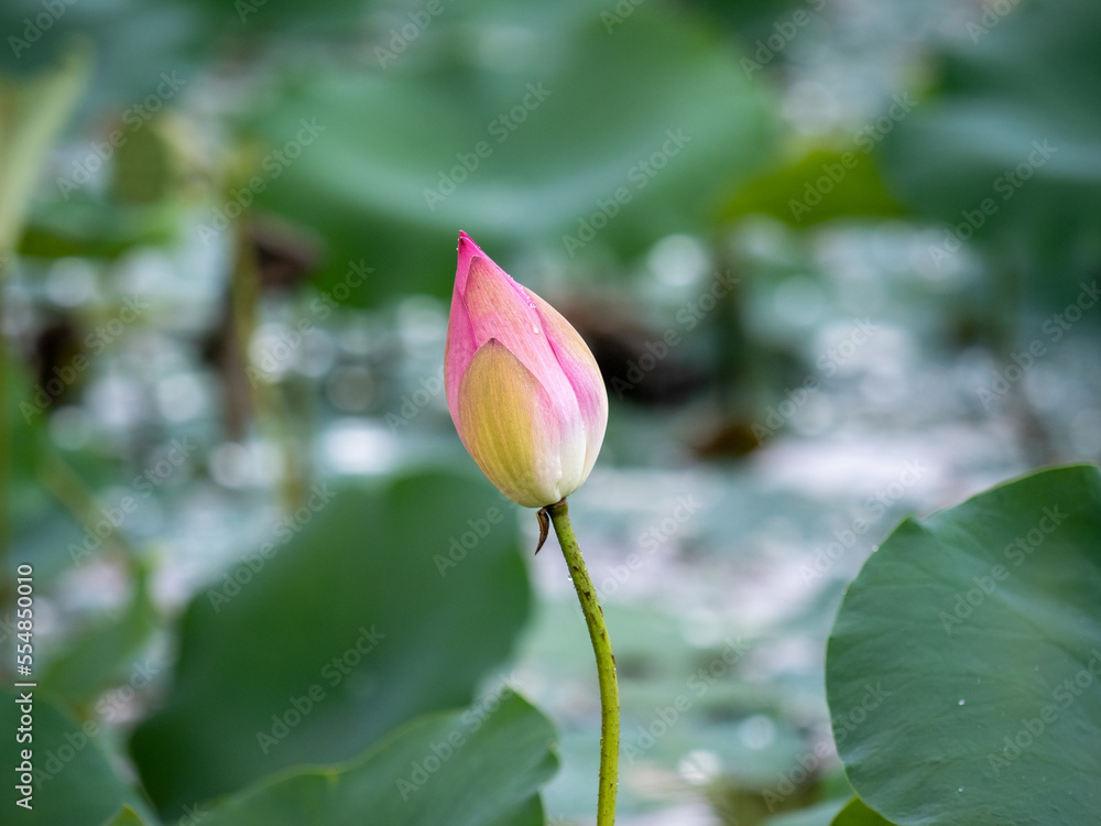 Lotus Lotus