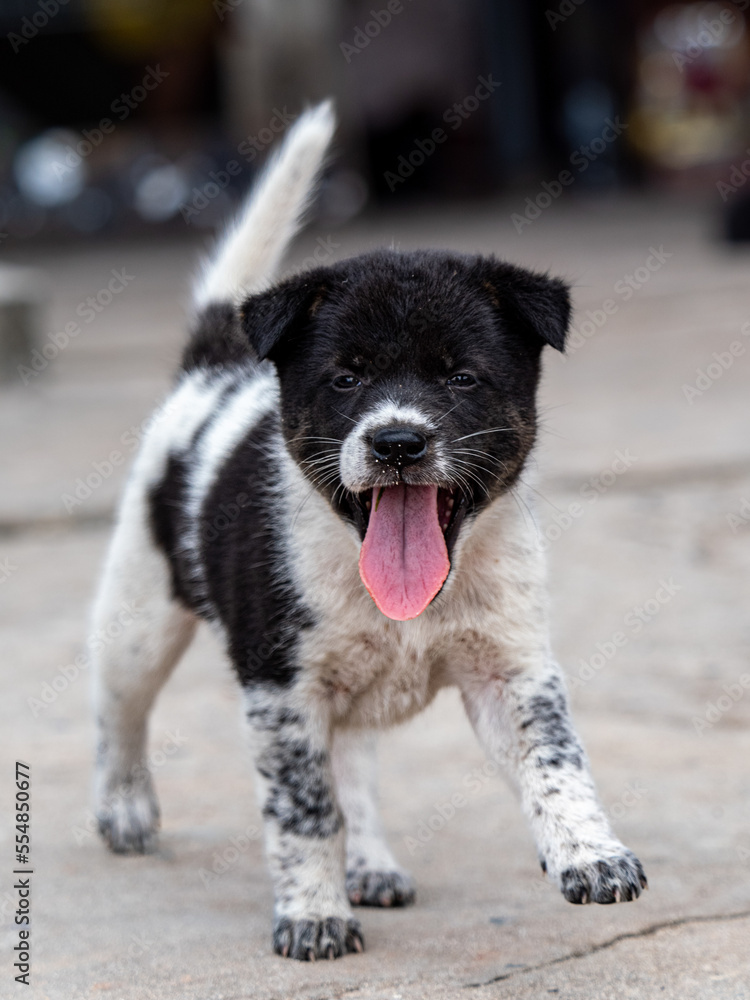 Hund Hund
