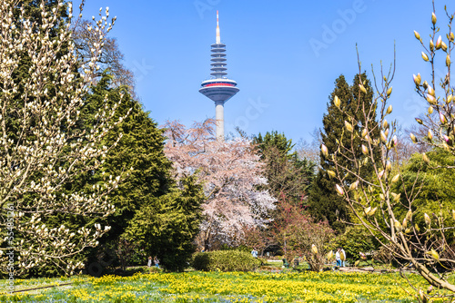Grüneburgpark mit dem Europaturm in Frankfurt am Main photo