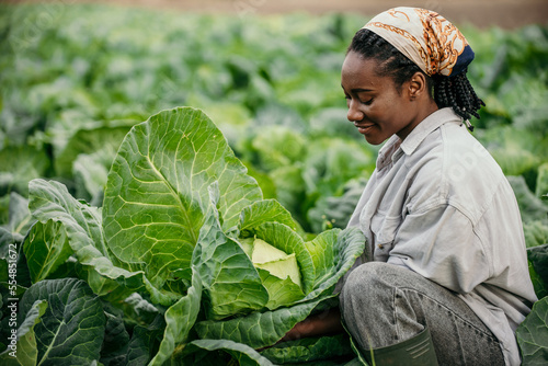 Shot of a young African American woman harvesting crops on her farm. Female worker harvesting cabbage