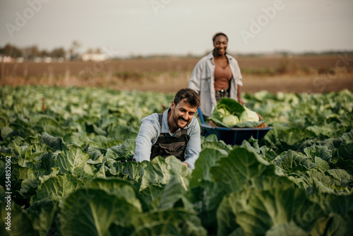 Two fields workes harvesting organic crops in a row. Multiracial people working on the farm