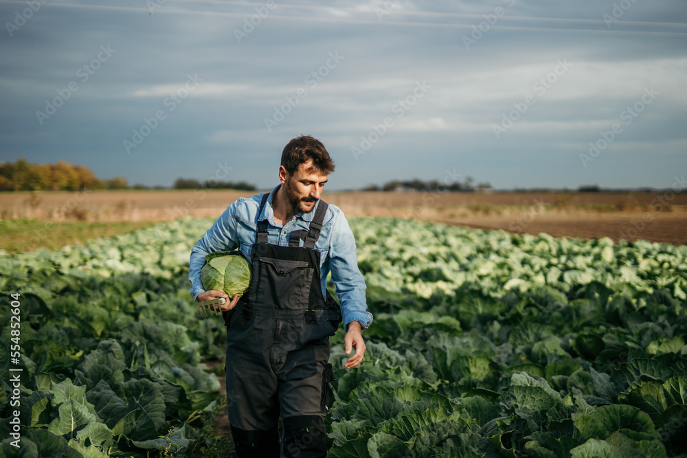 Fototapeta premium Cheerful male farmer in a working uniform, holding cabbage in the farm field and checking other crops.