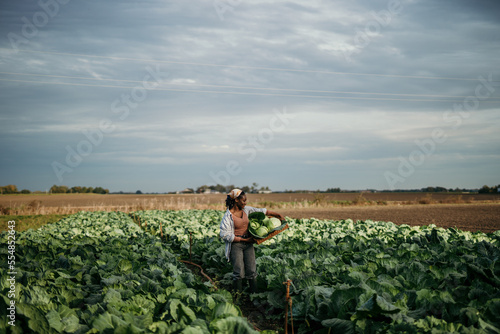 Charming black woman working on a farm, harvesting crops and carrying fresh organic produce in a crate.