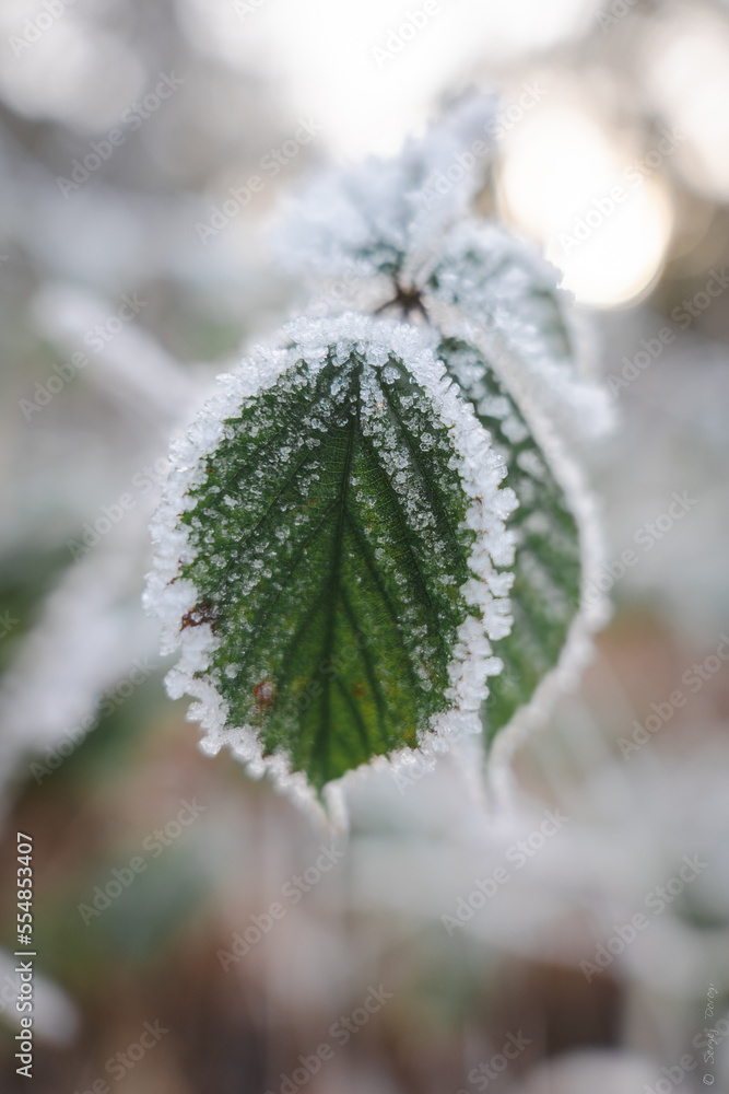 Blatt im Winter vereist Blatt im Winter vereist