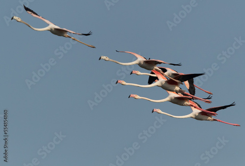 A flock of Greater Flamingos flying at Mameer in the morning, Bahrain
