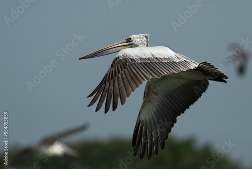 Spot-billed pelican flying at Uppalapadu Bird Sanctuary, India photo