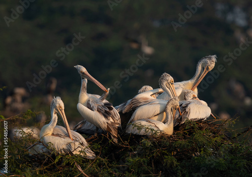Spot-billed pelicans roosting and nesting at Uppalapadu Bird Sanctuary, India