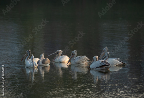 Spot-billed pelicans swimming in lake at Uppalapadu Bird Sanctuary in the evening hours, India © Dr Ajay Kumar Singh