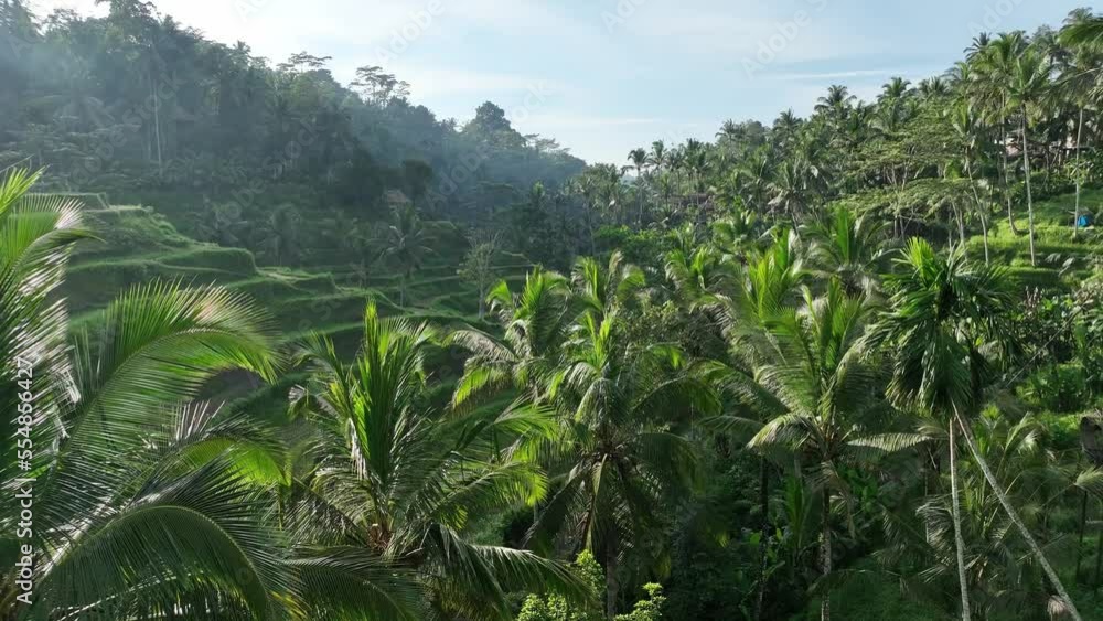 Rice fields and palm trees - Tegallalang Rice Terrace Rice fields and palm trees - Tegallalang Rice Terrace