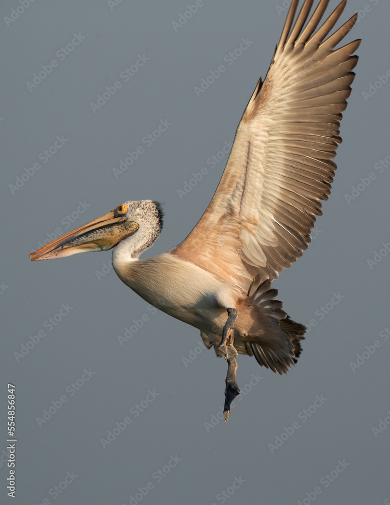 Obraz premium Spot-billed pelican flying at Uppalapadu Bird Sanctuary, India