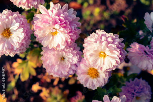 Close up of pink chrysanthemum flowers