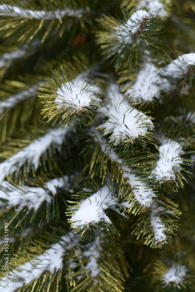 Winter. Landscape with snow-covered spruce. Spruce branch close-up