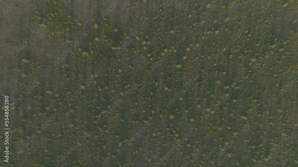 Lush green woodland dotted with tree species natural forest overhead aerial Lush green woodland dotted with tree species natural forest overhead aerial