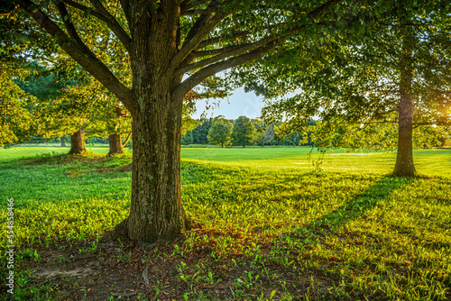 Under the Tree