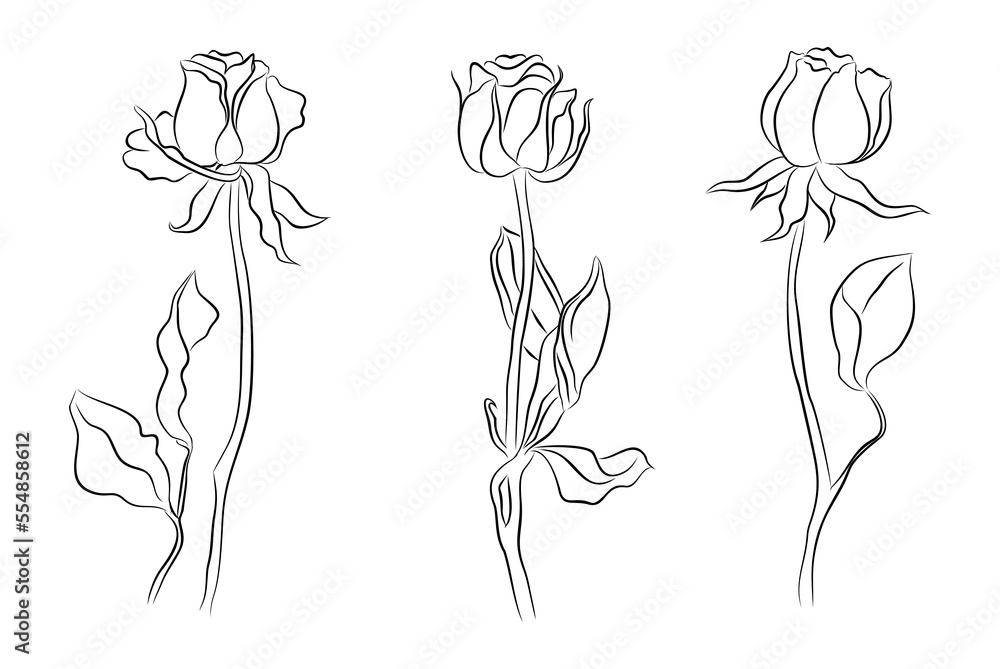 Set of Rose line art drawings. June birth month flower. Hand drawn monochrome black ink sketch