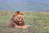 Adult male lion, panthera leo, looks towards the camera. Resting big cat in the Masai Mara, Kenya