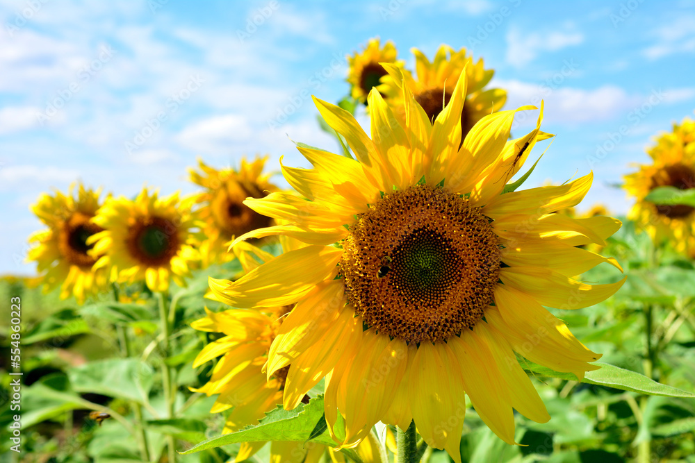 sunflower head with flying bee isolated on the sunflower field and blue sky background, macro sunflower head with flying bee isolated on the sunflower field and blue sky background, macro