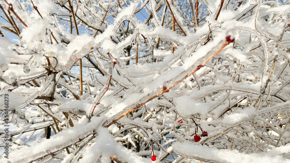 beautiful frozen viburnum branches on the street beautiful frozen viburnum branches on the street