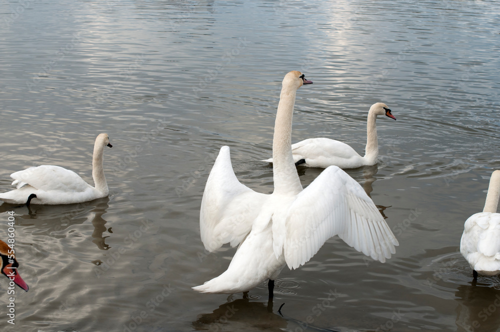 the swan spreads its wings on the shore of the lake under the bright sun the swan spreads its wings on the shore of the lake under the bright sun
