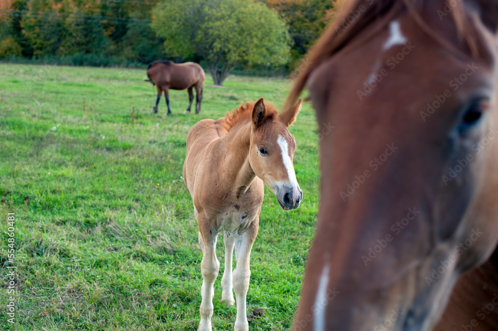 Fototapeta premium brown mare with foal in the mountains on a beautiful sunny day