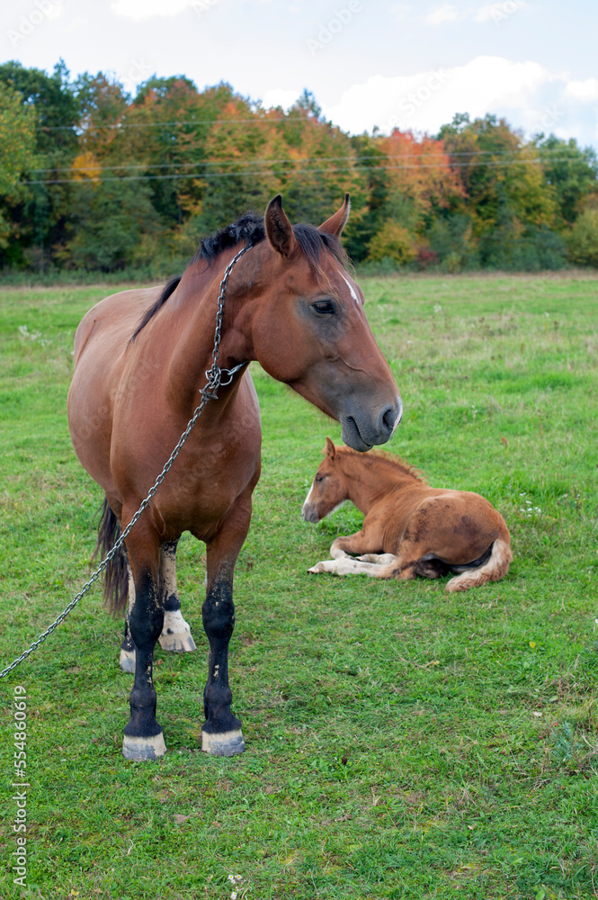 brown mare with foal in the mountains on a beautiful sunny day