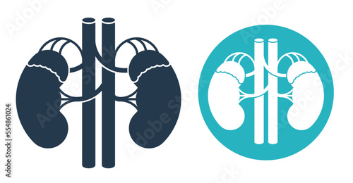 Adrenal glands and kidney icon
