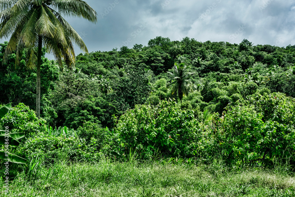 Rainforest of Saint Lucia island Caribbean Rainforest of Saint Lucia island Caribbean