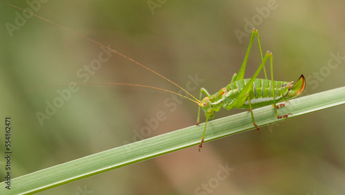 grasshopper on a leaf