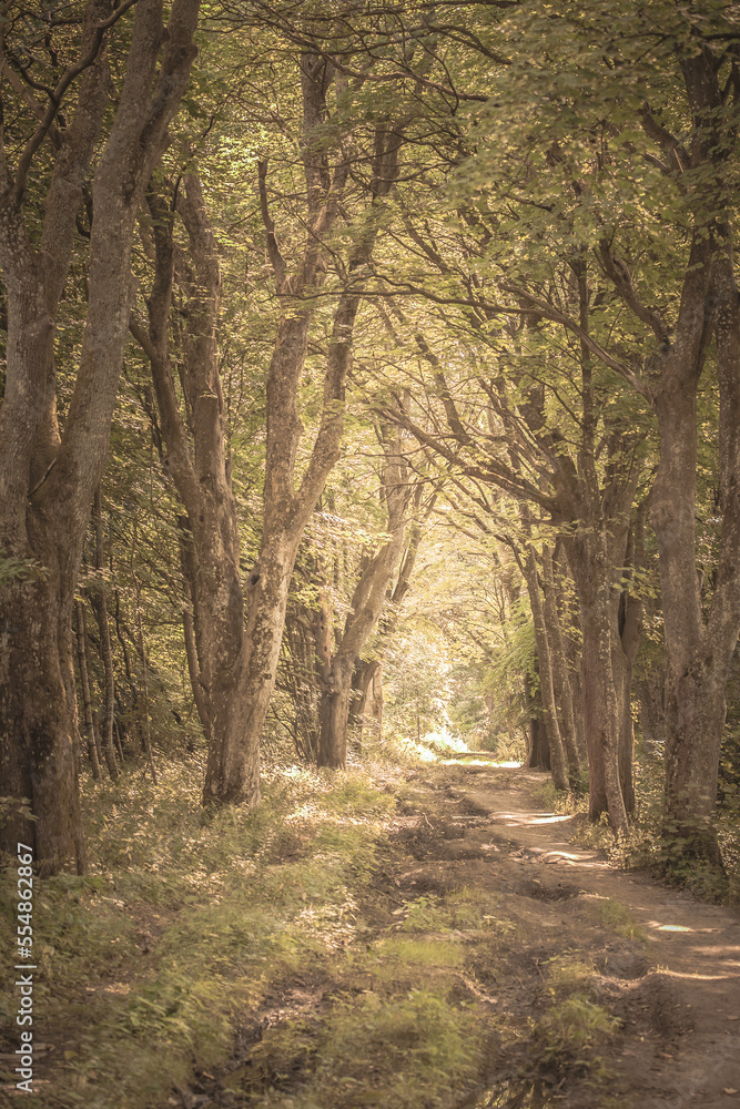 path in the woods, alley, trees