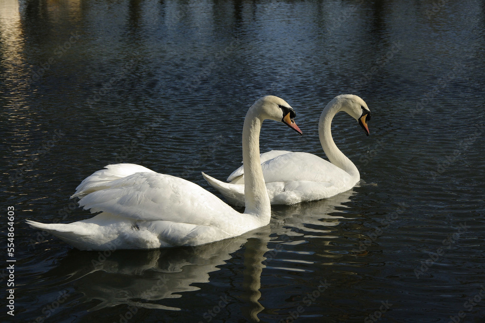 A pair of white swans on the water in a city park.